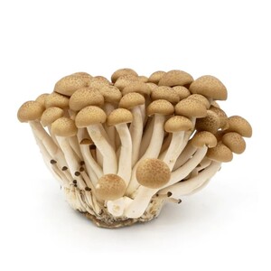 Mushroom Shemeji Brown
