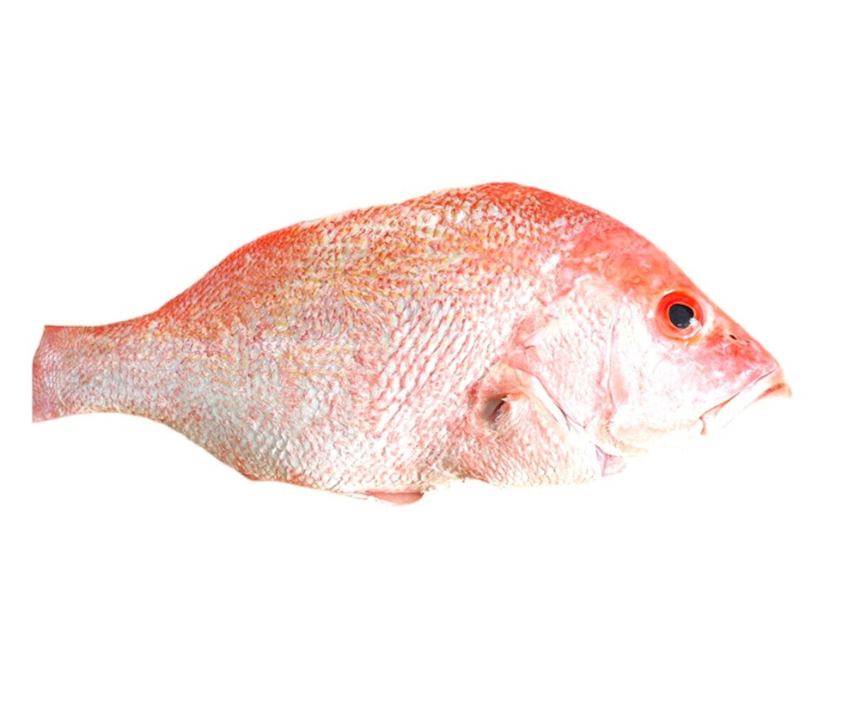 Fish Hamra (Red Snapper)-Per Piece | Sharjah Co-operative Society