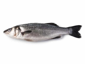 Sea Bass Fish