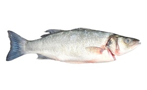 Sea Bass Fish