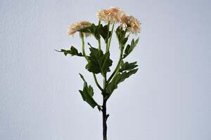 Pan Home Single Chrysanthemum 6-heads Cream H55cm
