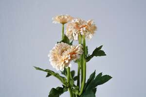 Pan Home Single Chrysanthemum 6-heads Cream H55cm