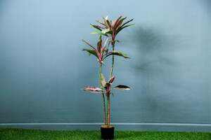 بان هوم شجرة كورديلاين خضراء 45 × 105 سم