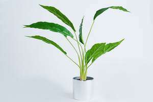 بان هوم ريل تاتش نبات مونستيرا أخضر 48 سم