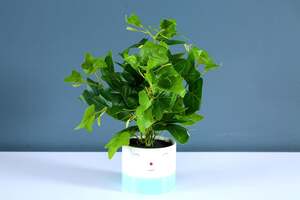 Pan Home Ivy Leaves Plant Green 37cm