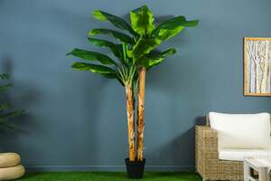 Pan Home Banana Tree Green H240cm