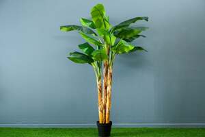 Pan Home Banana Tree Green H240cm