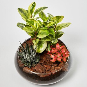 Ferns N Petals Fittonia With Peperomia & Haworthia In Platter Planter
 (The vase will be sent according to availability)