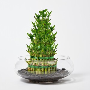 Ferns N Petals 5 Layer Lucky Bamboo in Glass Bowl
 (The vase will be sent according to availability)