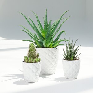 Ferns N Petals Set of 3 Plants in Premium Planter
 (The vase will be sent according to availability)