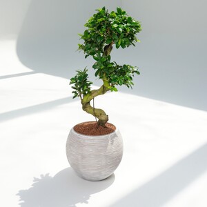 Ferns N Petals S Shaped Holland Indoor Bonsai
 (The vase will be sent according to availability)