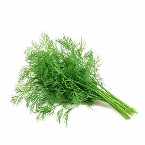 Dill Herbs