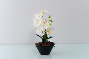 Pan Home Butterfly Orchid With Pot White D30cm