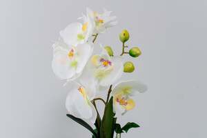 Pan Home Butterfly Orchid With Pot White D30cm