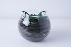 Pan Home Bacabel Glass Succulent Green D12x10cm