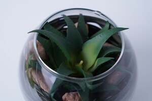 Pan Home Bacabel Glass Succulent Green D12x10cm