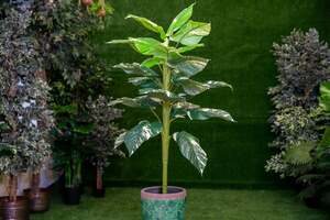 Pan Home Dieffenbachia Tree Green H143cm